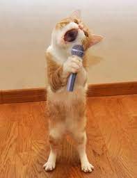 muzyka dlya koshek memy s sobakami koshki i kotyata smeshnye fotografii koshek