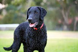 You want to make sure that they are socialized properly from the beginning. Curly Coated Retriever Breed Of Dog Britannica