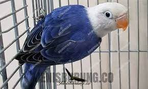 Bagian kepala di burung ini dihiasi oleh bulu berwarna oranye kemerahan yang sangat cantik. Jenis Mutasi Lovebird Biola Dan Harga Lovebird Biola Pinhome
