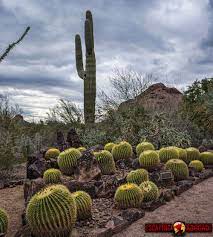 Memory Monday Desert Botanical Gardens Phoenix Az Desert Botanical Garden Desert Botanical Garden Phoenix Botanical