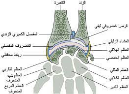 بالصور و الشرح علم وظائف أعضاء جسم الإنسان مع تشريح جسم الانسان Body Anatomy