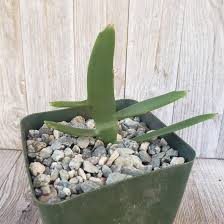 Image result for Xylopia lukei