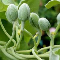 Image result for Ipomoea verbascoidea