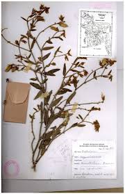 Image result for Teramnus micans