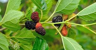 Berries ripen in june and july. Grow Your Favorite Fruit In Pot At Home These Are Top 10 Fruits Top 10 Plants Nurserylive Wikipedia