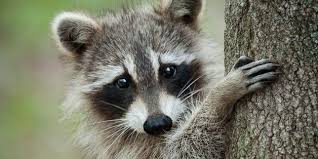 When raccoons are active during the daytime it doenst necessarily mean that they have rabies or are sick. Just Because A Raccoon Is Out In The Daytime Doesn T Mean It S Rabid Raccoon Arm Man Animals
