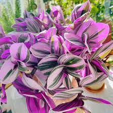 Image result for Tradescantia
