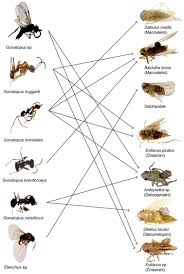 10.2 preparation of bio pesticides/ botanical pesticides (a). Host Dryinidae Hymenoptera Interactions On Edge Grasses Of Maize Agroecosystem Throughout Winter In Mexico