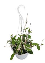 The leaves where the stalk had rooted grew bigger just within a week. Krimson Queen Wax Plant Hoya 8 Hanging Basket Walmart Com Walmart Com