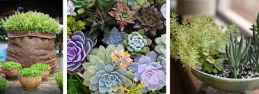 Verschicken sie wunderschöne sukkulenten von blume2000.de. Beautiful Succulents Conserve Water Arizona Summerwinds