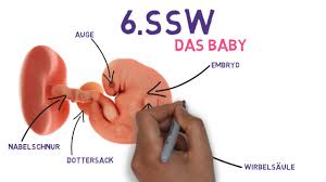 6 Ssw Und Das Ziehen Im Unterleib
