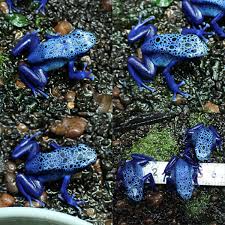 キオビヤドクガエル サブアダルト ３匹