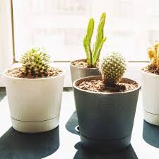 Los cactus pequeños necesitan regarse a menudo y especialmente si están en macetas de plástico ya que este material no mantiene durante mucho tiempo la humedad. Con Que Frecuencia Regar Los Cactus 9 Consejos Esenciales 2021
