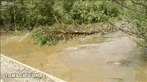 Check spelling or type a new query. Flood Flash Gif Find On Gifer