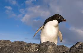 Chech out my new channel. From Penguins To Polar Bears Woods Hole Oceanographic Institution