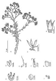 Image result for Polycarpaea