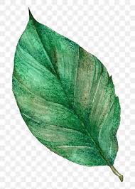 Png Green Leaf Watercolor Clipart Free Image By Rawpixel Com Boom Watercolor Clipart Clip Art Red Rose Flower