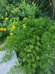 Image result for Asparagus racemosus