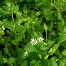Image result for Stellaria sennii