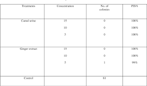 But how much water is sufficient? Pdf Antifungal Effect Of Camel Urine And Ginger Water Extract Against Alternaria Alternata The Causal Agent Of Early Blight Disease Of Tomato In Vitro Semantic Scholar