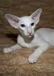 Available Oriental Kittens For Sale & Cats For Adoption