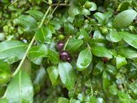 Image result for Scutia