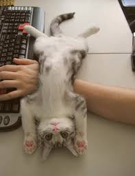 In the past, sailors believed that they. 10 Adorable Pictures Of Kitty Toe Beans