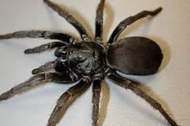 9 Common Types Of Spiders Identification Threats