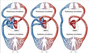 Diagram For The Normal Heart Circulatory System Left For A Single Download Scientific Diagram