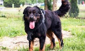 Find rottweilers for sale in san diego on oodle classifieds. 3 Lovable Pups Ready To Adopt Now In Arlington