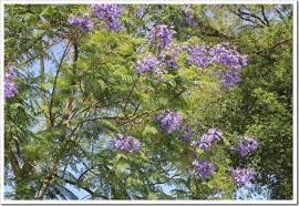 Image result for Jacaranda