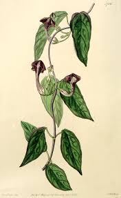 Image result for Xysmalobium sessile