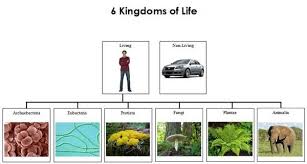 Six Kingdoms Of Life Charts Montessori Science Life Montessori Materials