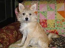 Pom A Nauze Pomeranian Miniature Schnauzer Cute Chihuahua Breeds Dog Breeds