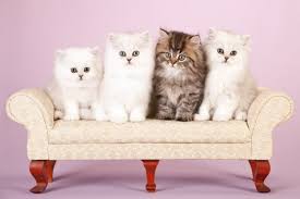 You can sort these persian cat names by gender and you you may also rate the cat names that you like dislike most. 100 Names For Persian Cats Ideas For Adorable And Posh Cats