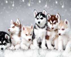 Siberian husky puppies for sale in oregon below you can find a list of husky breeders located all around oregon. Husky Puppy Winter Wallpapers Wallpaper Cave