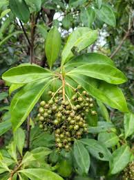 Image result for Ardisia staudtii