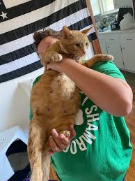 Pregnant kristyna #05 from mypreggo.com. My Cat May Be Preggo Album On Imgur
