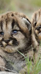 All the wallpapers are perfectly sized for any ipad screen. 75 Hd Animals Iphone Backgrounds