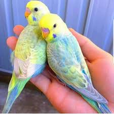 Animaux Love Birds Pet Budgies Bird Pet Birds