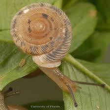 Perched over the puddle on a tiny twig, the snail was in no hurry as it prodded the bubble from every angle. Terrestrial Snails Affecting Plants In Florida
