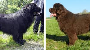 Neufundländer sind eine sehr große und massige hunderasse. Unser G Wurf Ist Da Neufundlander Vom Barenfels