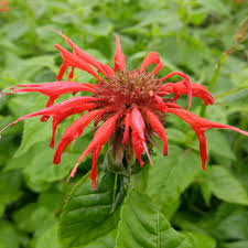 Bee Balm Scarlet Ontario Native Plants