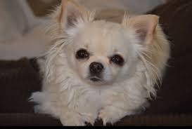 Long haired chiwawa by tamara bellis. Pin On Long Hair Chihuahua