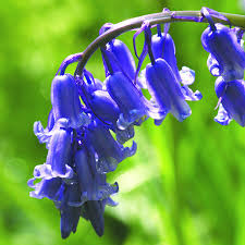 Bluebell Humility Constancy And Gratitude Blue Bell Flowers Bluebells Flower Essences