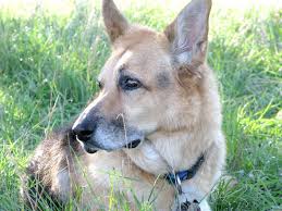When giving prednisone to your dog they have to slowly be taken off of the medication. Prednisone And Dog Cancer Side Effects And Prescription Tips
