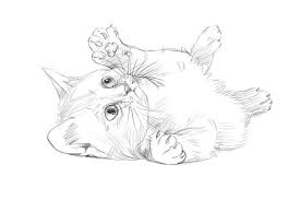 Gambar kucing comel untuk mewarna 81021 nama untuk kucing. Lukis Kucing Dalam Langkah Pensel Dengan Langkah Untuk Pemula 314167 Info