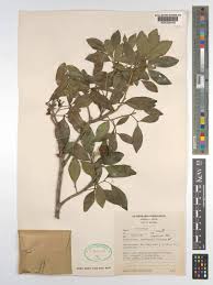 Image result for Toddaliopsis