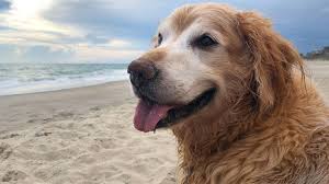 Find images of golden retriever. Obituary For Beloved 7 Year Old Golden Retriever Who Died After Battle With Lymphoma Goes Viral Cbs Pittsburgh