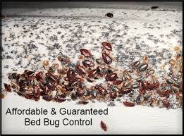 Unfortunately, bed bugs present one of the most difficult challenge facing the pest control industry today. Top Reviewed Ampulex Pest Control Bed Bug Control